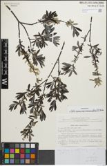 Foto von Salix repens subsp. rosmarinifolia (L.) Andersson